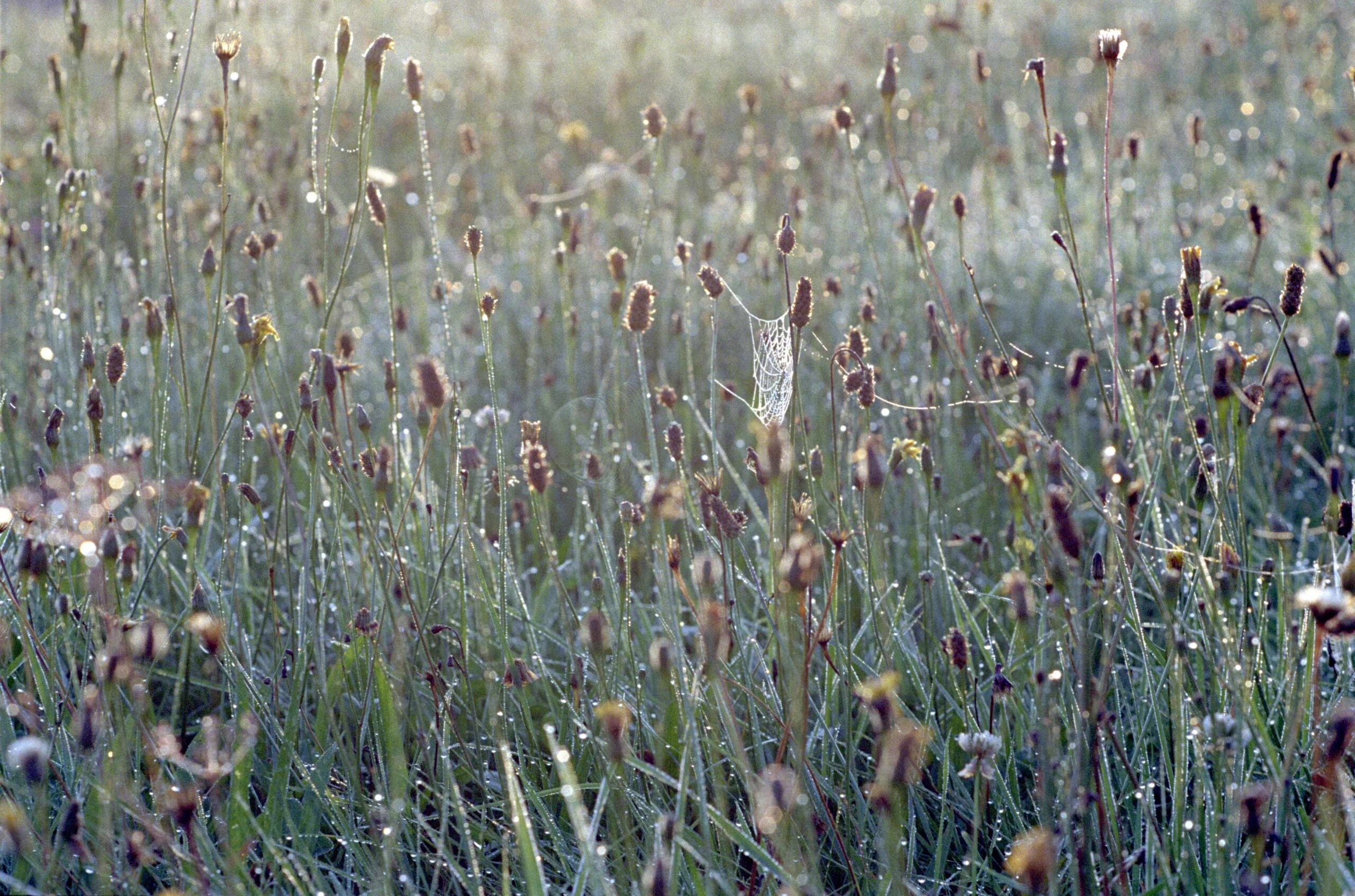 Morgentau auf einer Wiese, fotografiert mit analoger Anmutung